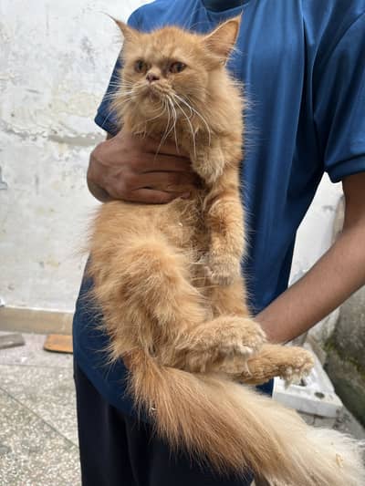 Persian triple cotted cate with baby