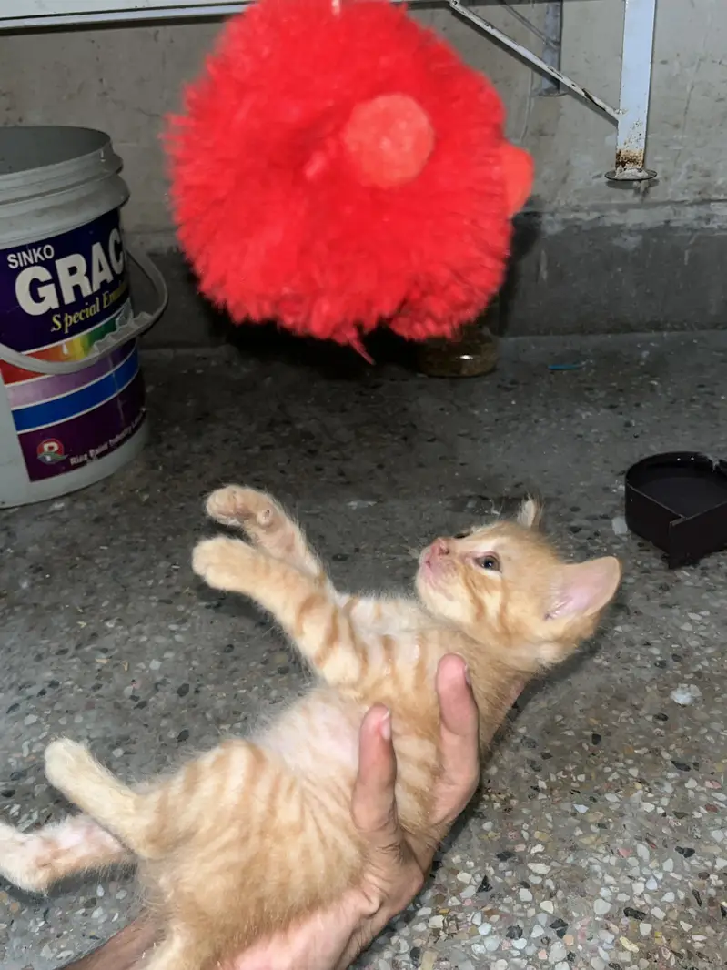 Persian triple cotted cate with 2 baby — photo 2