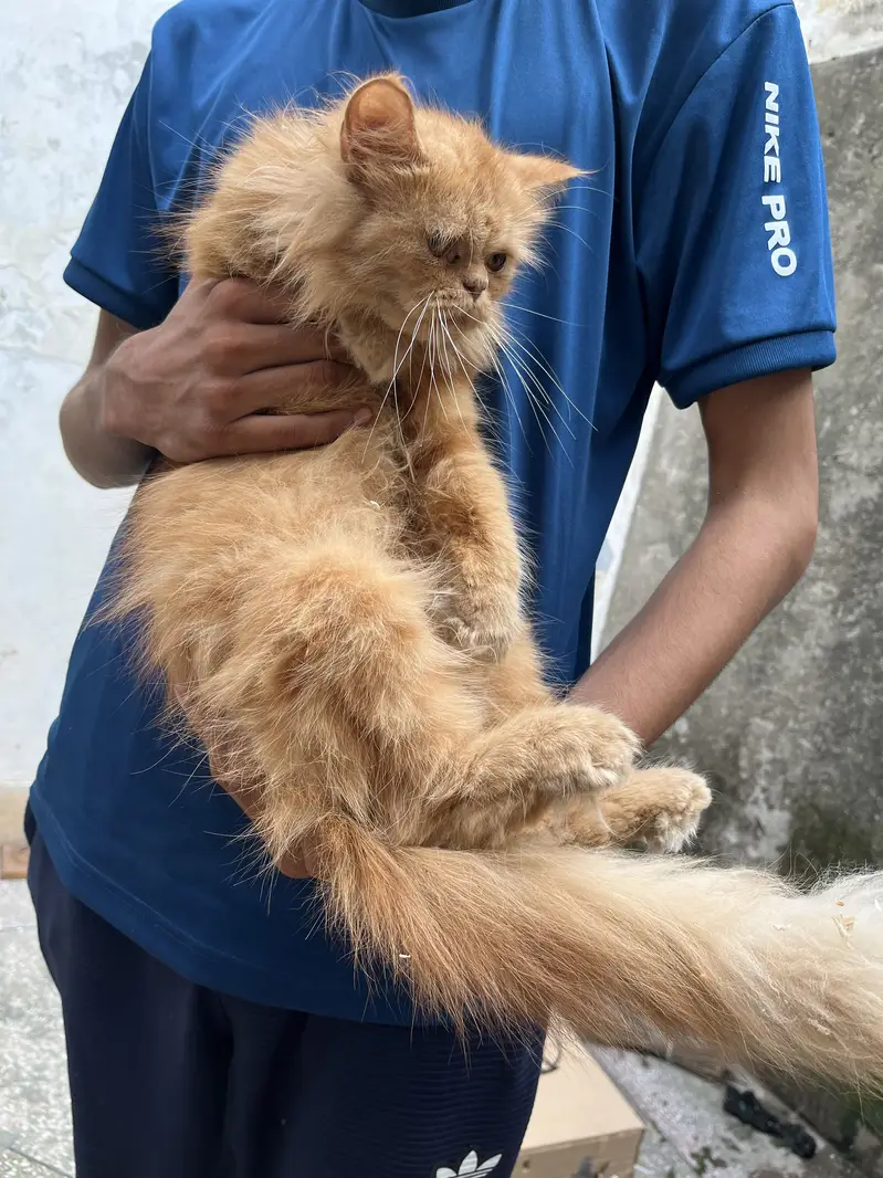 Persian triple cotted cate with 2 baby — photo 3