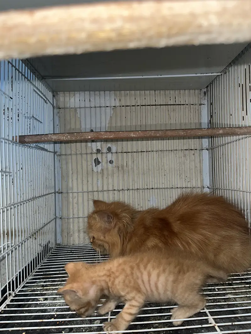 Persian triple cotted cate with 2 baby — photo 4