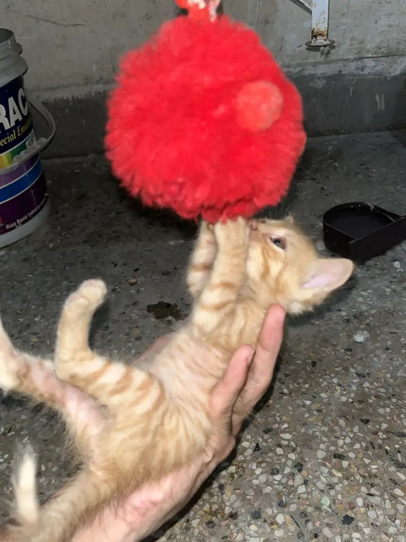 Persian triple cotted cate with 2 baby — photo 5