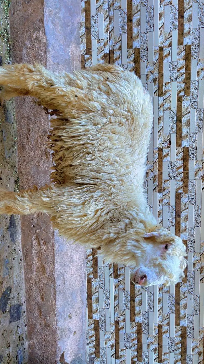 Gulabi Mundara fresh 2 dantt — photo 10