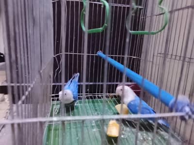 Blue Lovebirds