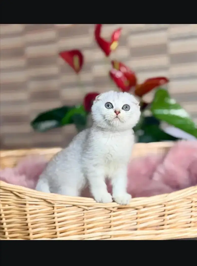 Scottish fold kittin for sell. 0313 4935014 — photo 2