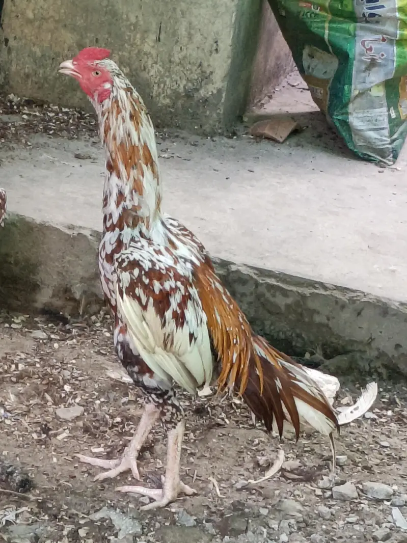Miawali Aseel _ old Bloodline — photo 3