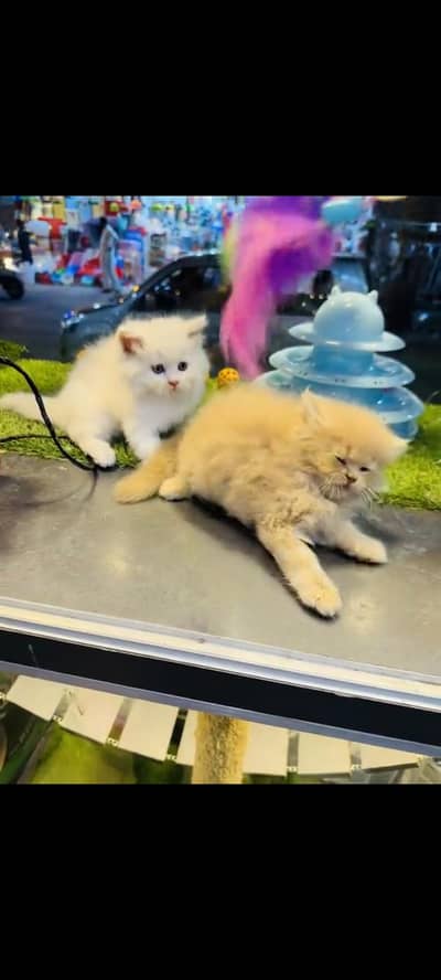 persian cat for sale