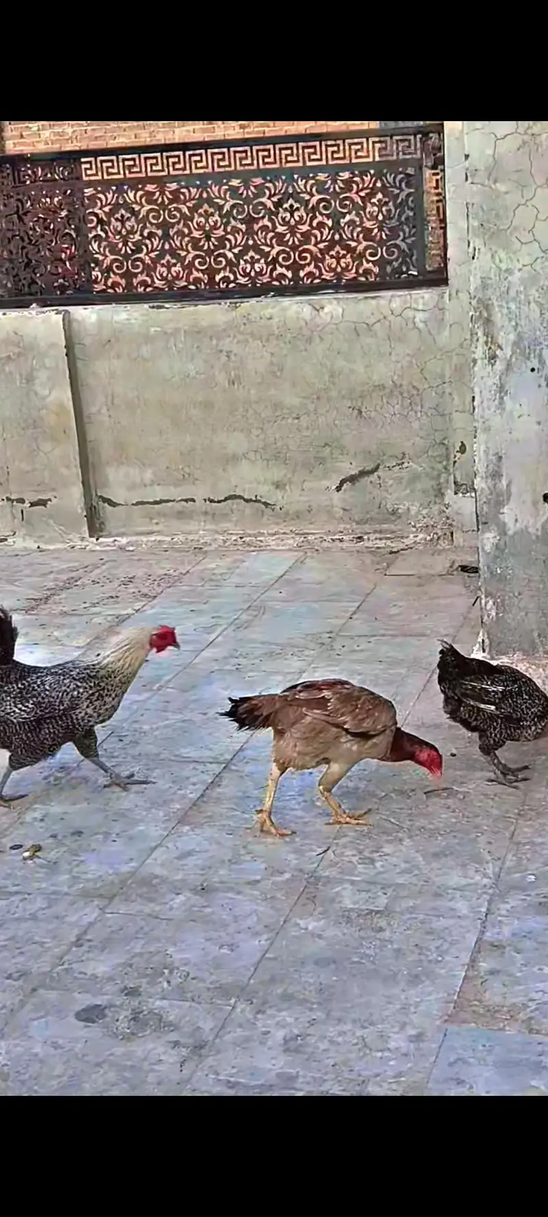 aseel lakha — photo 2