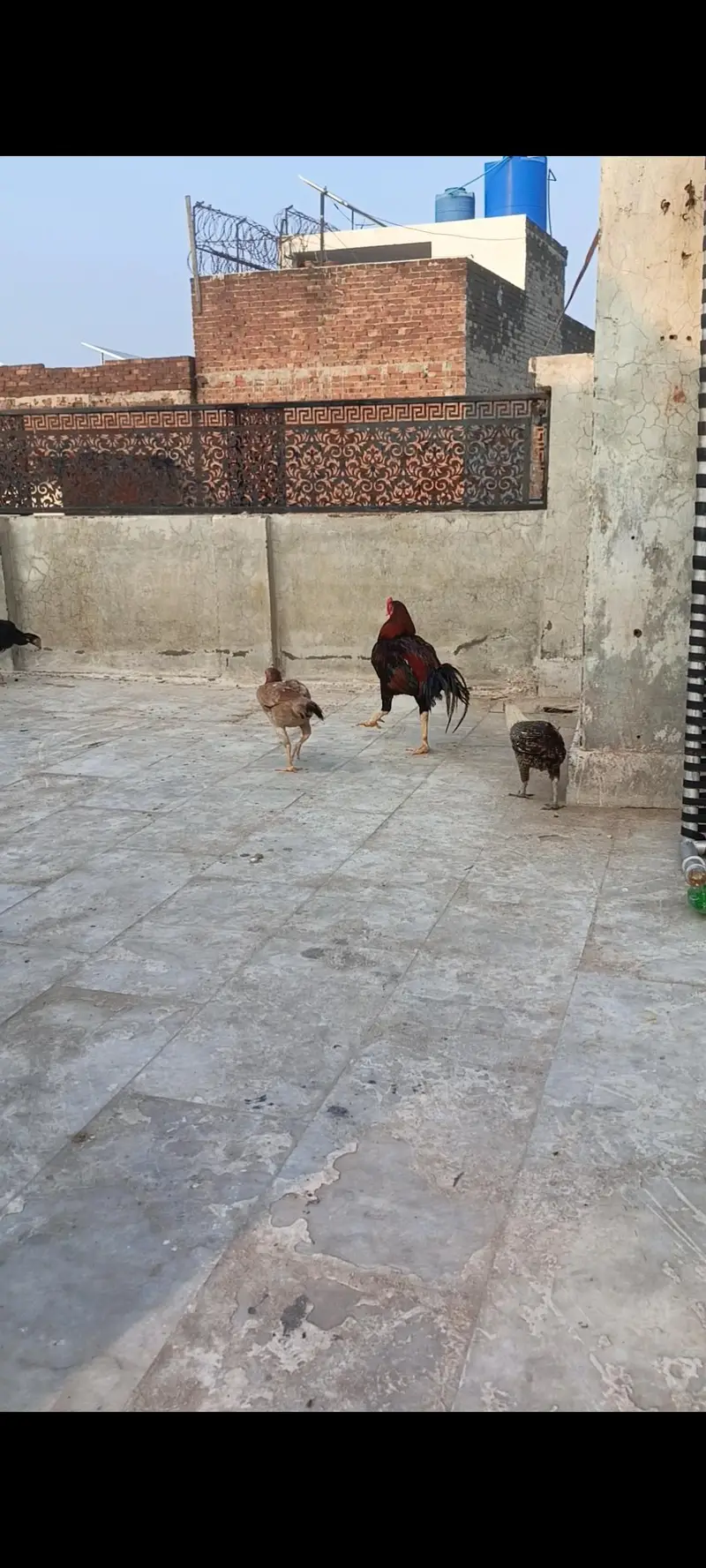 aseel lakha — photo 3
