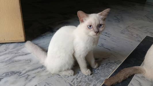 Rare Siamese Cat