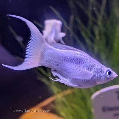 Platinum moontail molly
