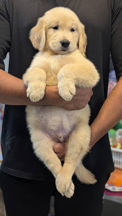 TOP QUALITY GOLDEN RETRIEVER PUPPIES AVAILABLE FOR SALE