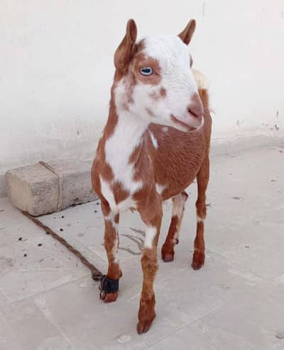 Teddy Bakray (pair) Available for Qurbani 2027