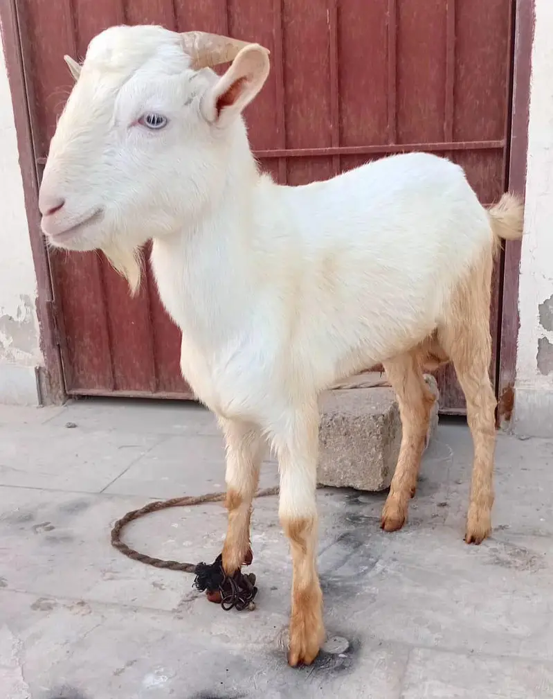 Teddy Bakray (pair) Available for Qurbani 2027 — photo 2