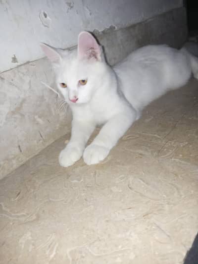 Double coated Persian cat