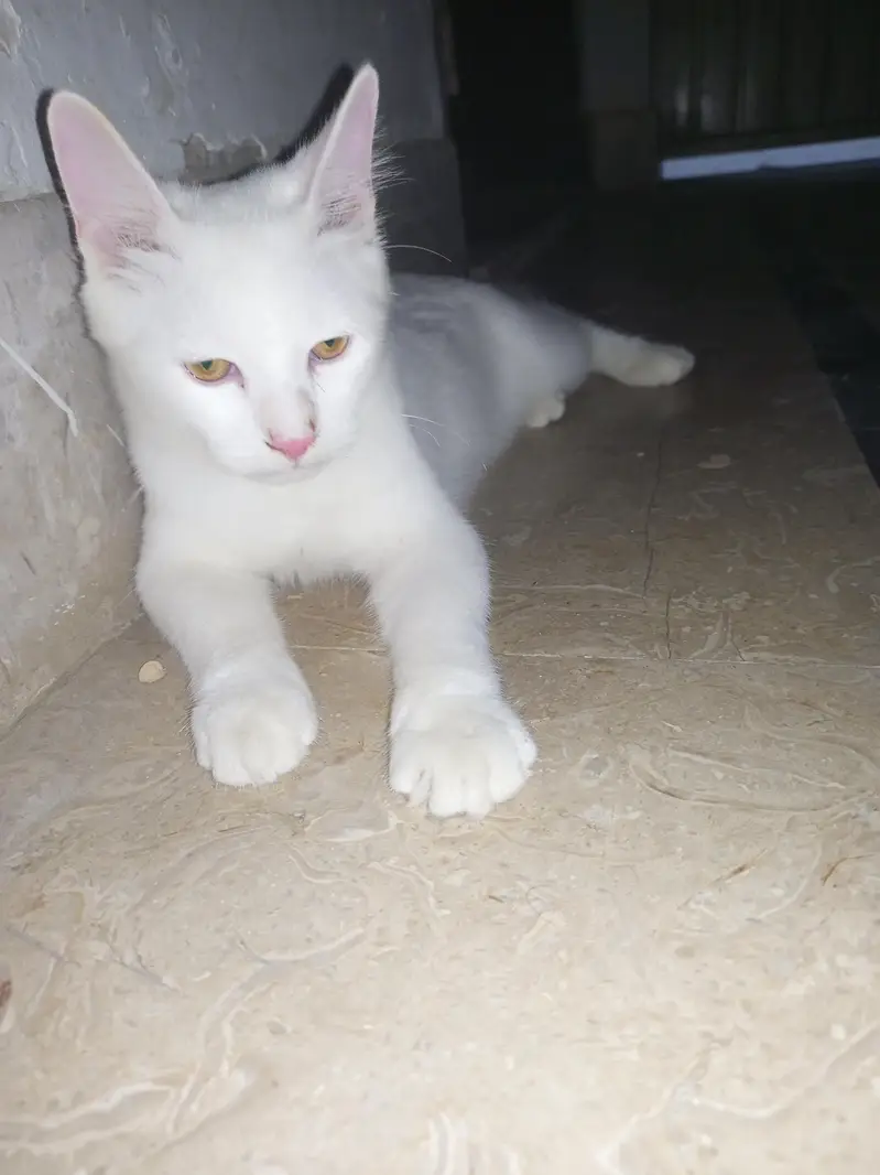 Double coated Persian cat — photo 2