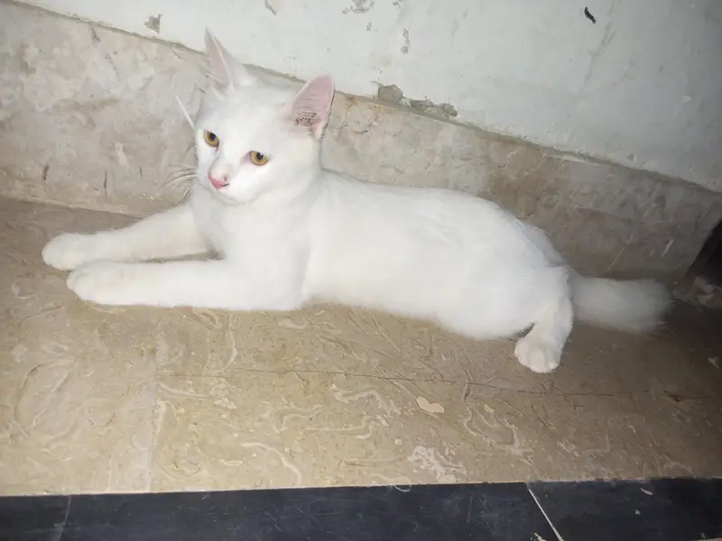 Double coated Persian cat — photo 3