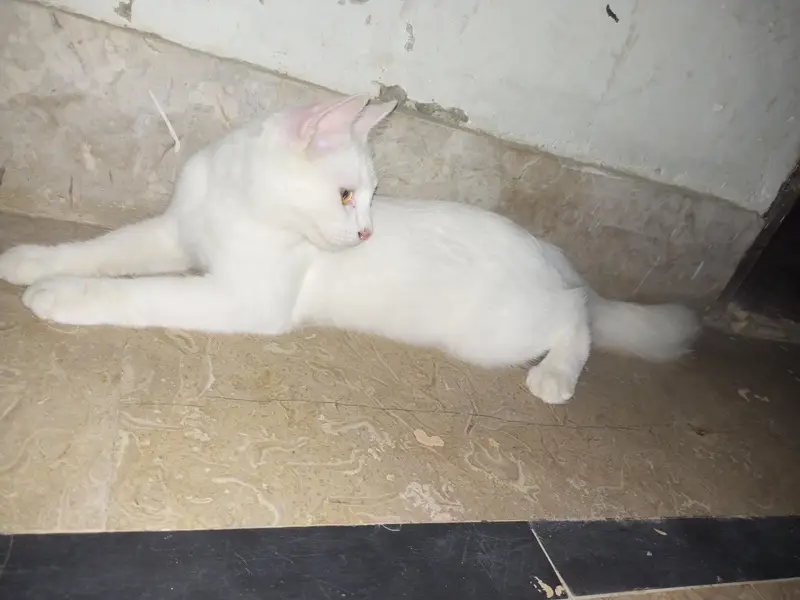 Double coated Persian cat — photo 4