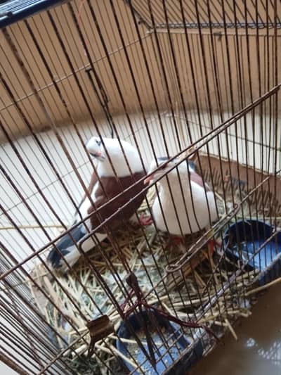​ Beautiful Pigeon Pair (Kabutar ka Jora) for Sale 