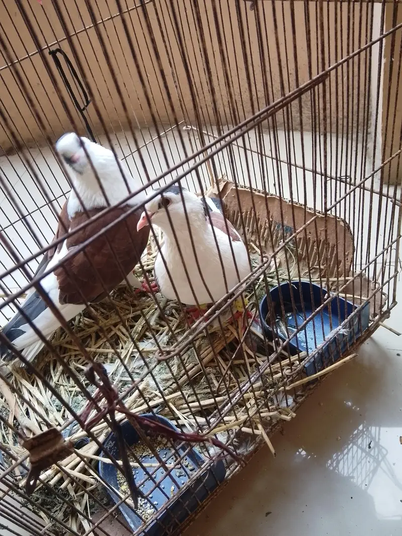 ​ Beautiful Pigeon Pair (Kabutar ka Jora) for Sale  — photo 2
