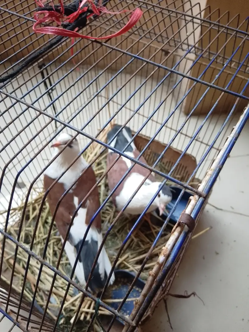 ​ Beautiful Pigeon Pair (Kabutar ka Jora) for Sale  — photo 3