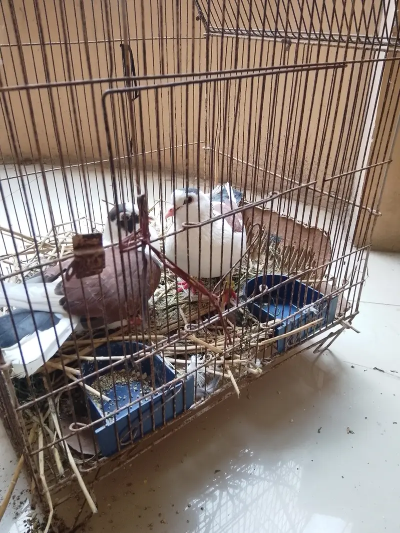 ​ Beautiful Pigeon Pair (Kabutar ka Jora) for Sale  — photo 4