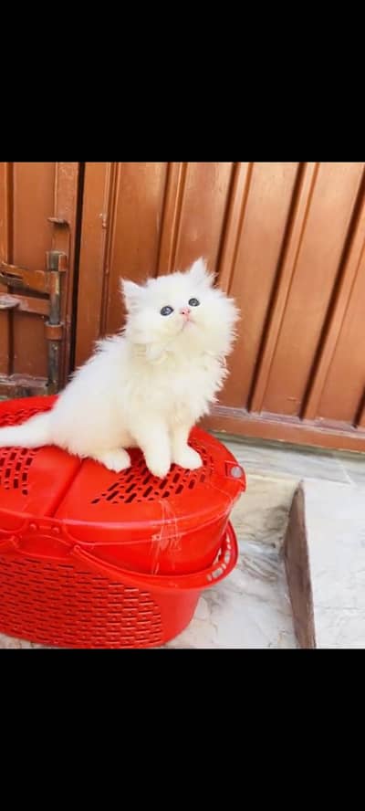 persian cat for sale