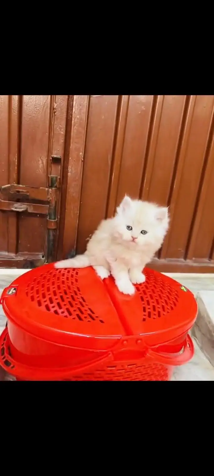 persian cat for sale — photo 2