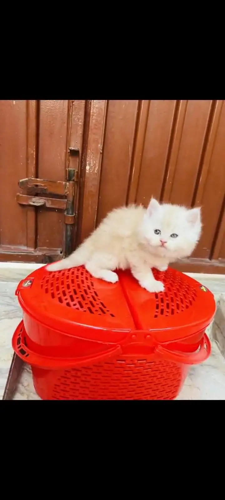 persian cat for sale — photo 3