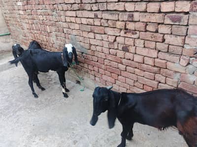 Other goat pair of sell
