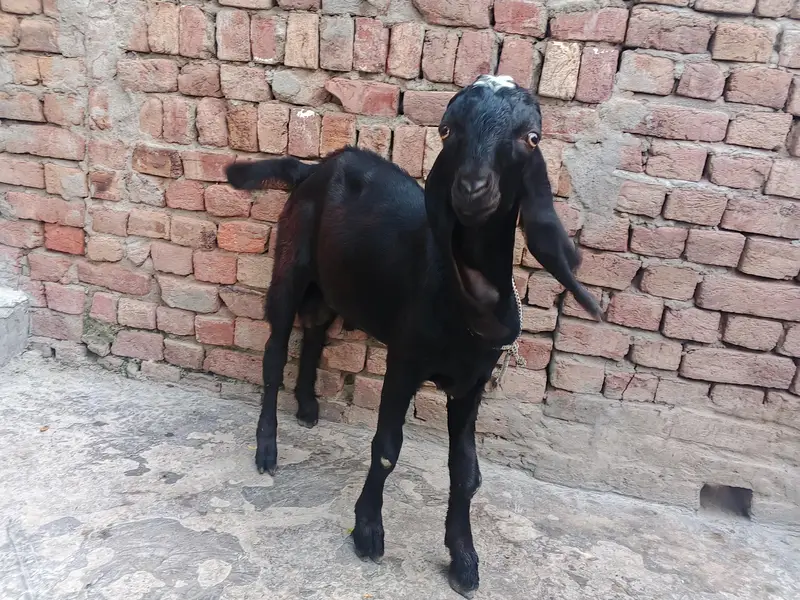 Other goat pair of sell — photo 2