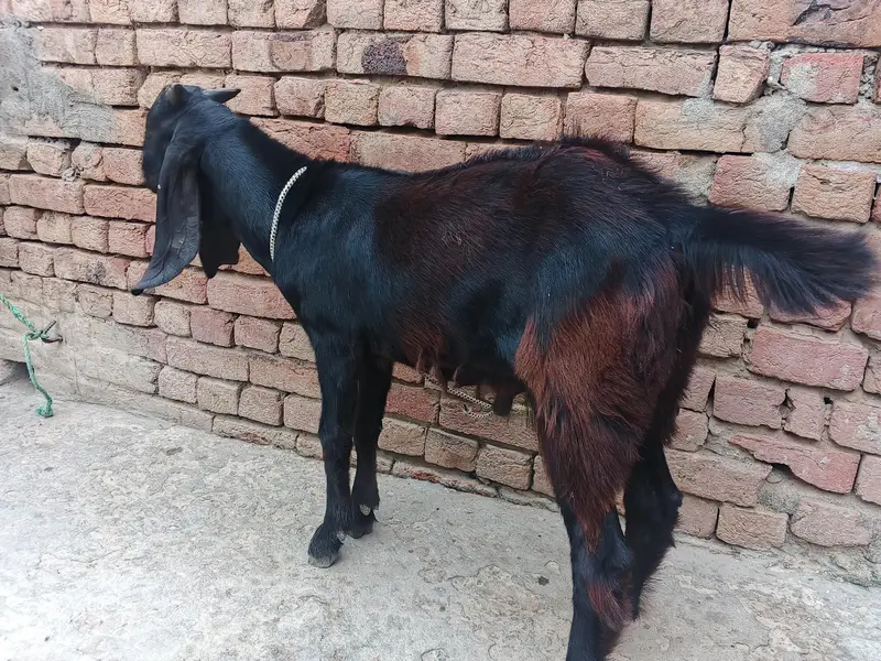 Other goat pair of sell — photo 3