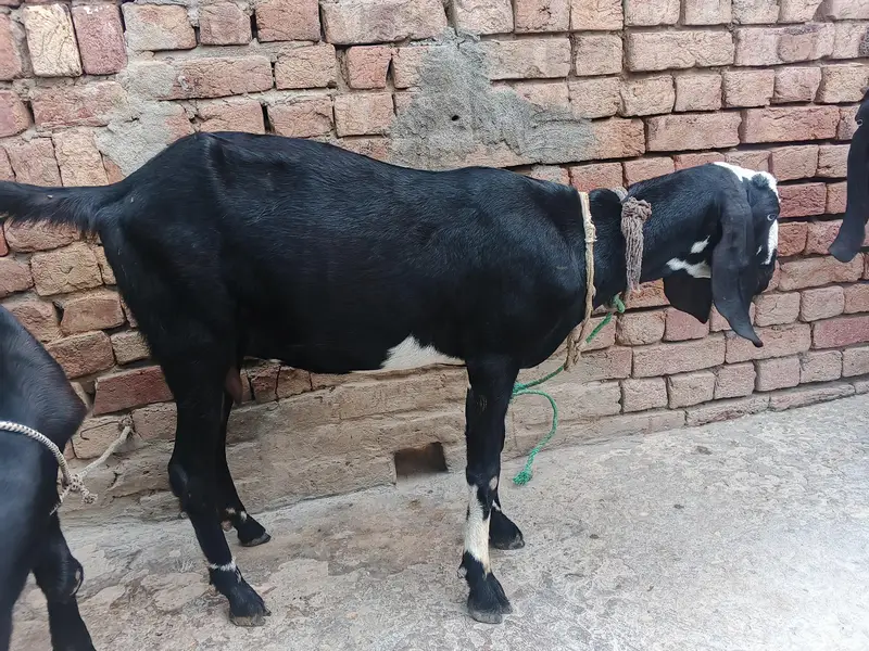 Other goat pair of sell — photo 4
