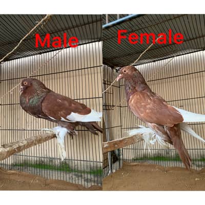 Pigeons for sale