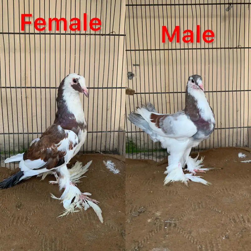 Pigeons for sale — photo 2