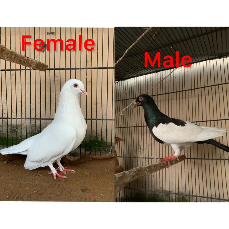 Pigeons for sale — photo 3