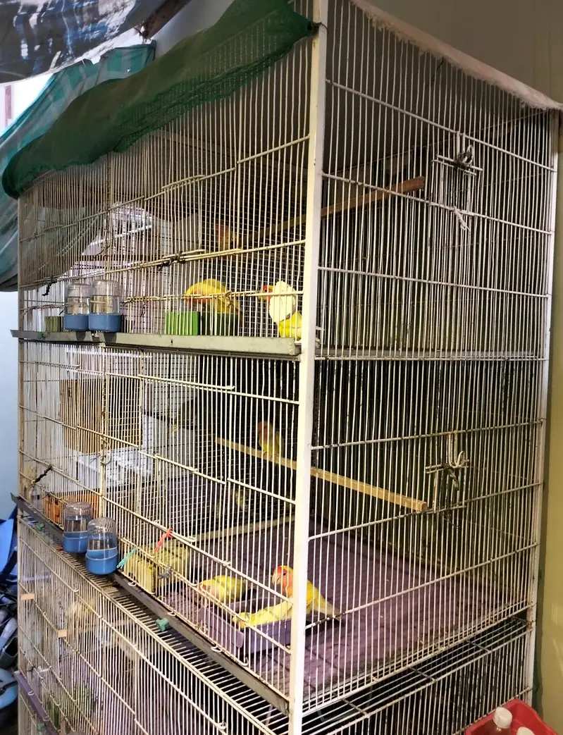 Cage (Pinjra) — photo 3