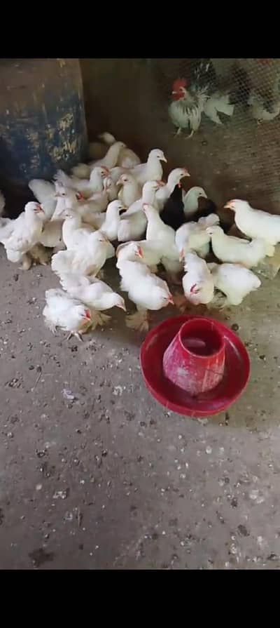 White bantam