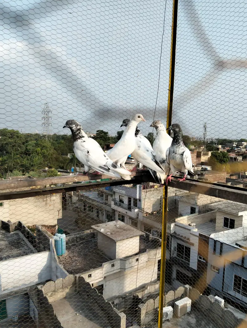kabooter+ jall — photo 4