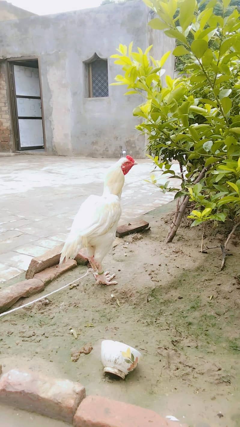 Heera Aseel Paper white pair 5