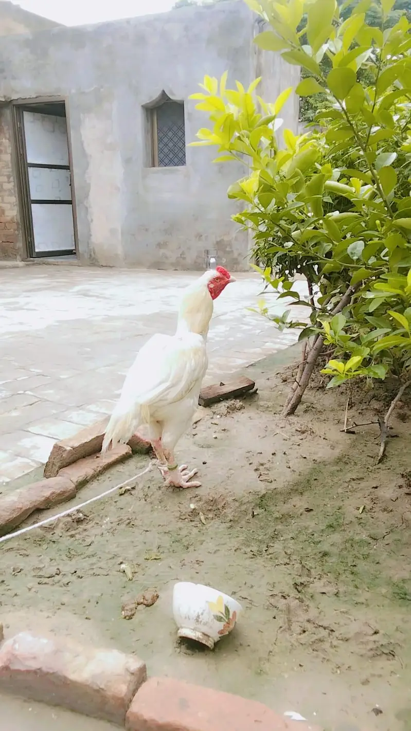 Heera Aseel Paper white pair — photo 6