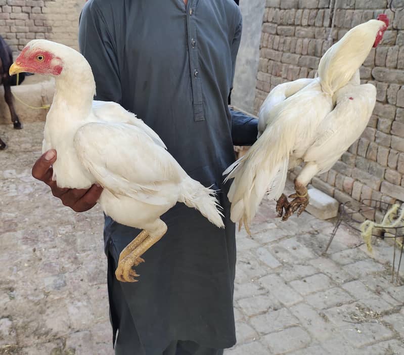 Heera Aseel Paper white pair 7