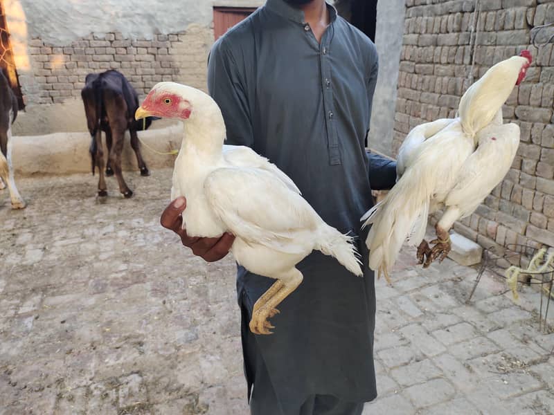 Heera Aseel Paper white pair 8
