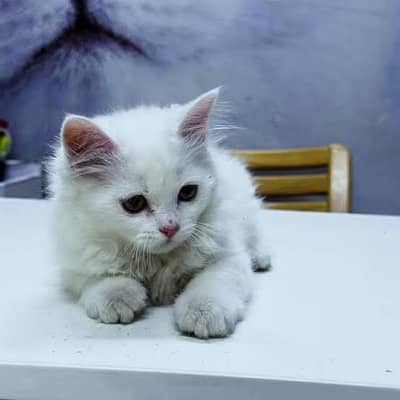 Persian kittens available male , female,pair