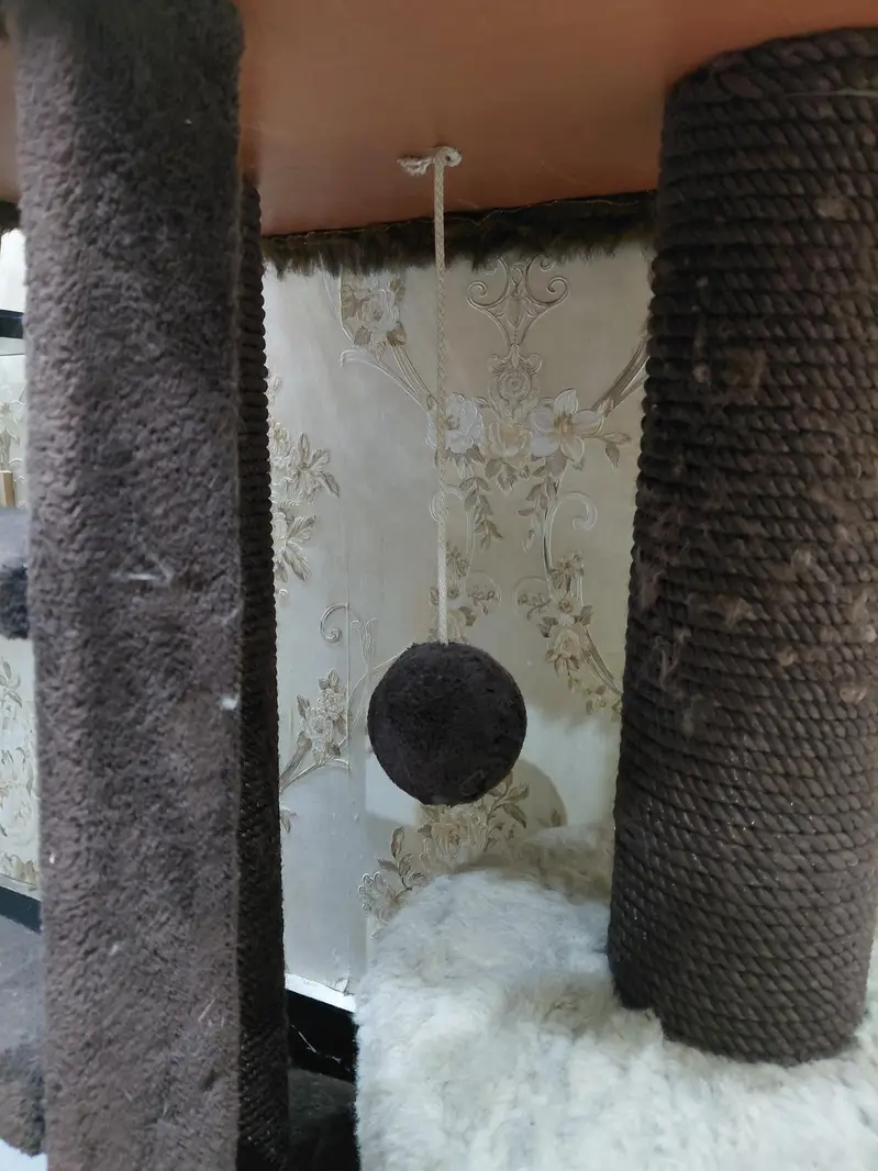 CAT HOUSE — photo 3