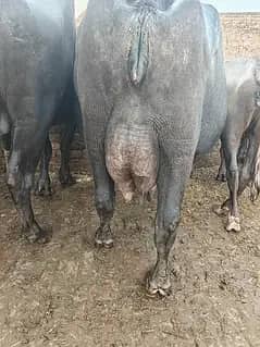 Buffalo