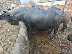 Buffalo 1