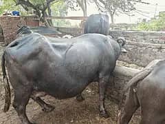 Buffalo 2