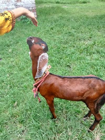 Female Goat Bakari