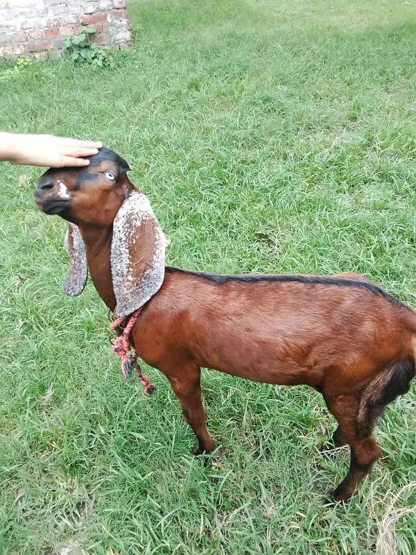 Female Goat Bakari — photo 2