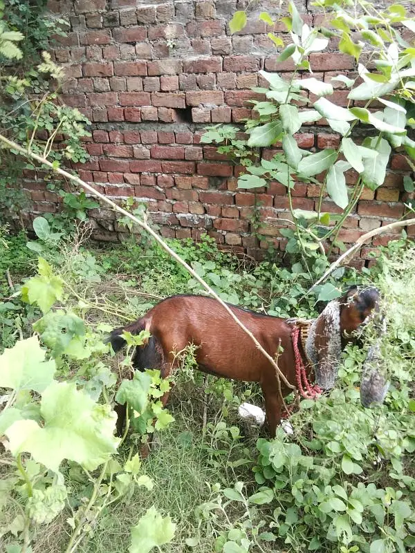 Female Goat Bakari — photo 3